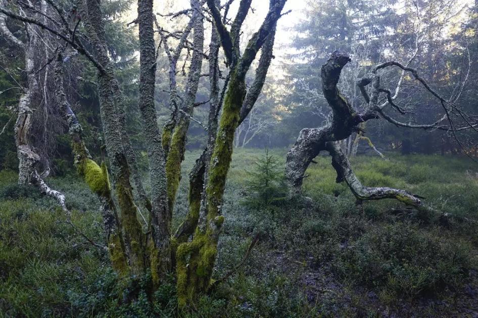 Wellness Pension Iveta Žacléř Bagian luar foto